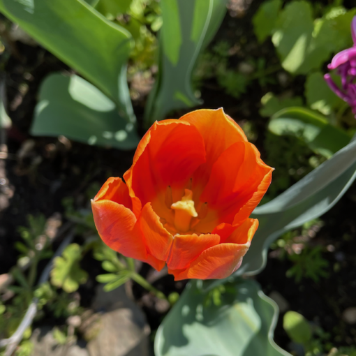 A Tulip at The Black House
