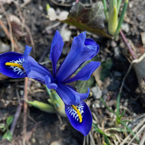 Spring flowers at The Black House.