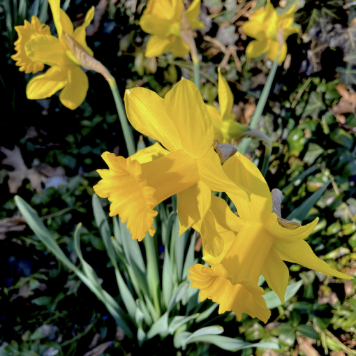 Daffodils in The Black House garden.