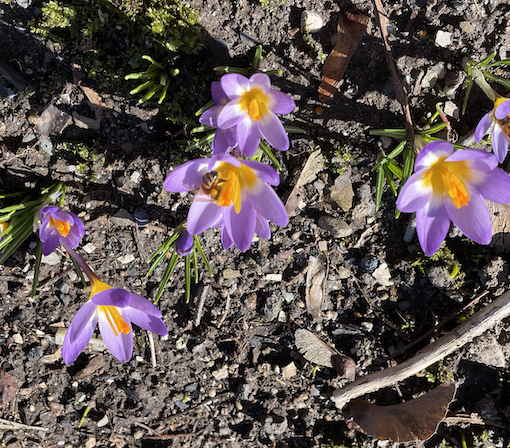 Spring Blossoms in the Garden of The Black House, 2024 c.e.