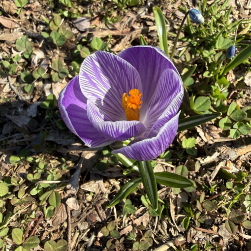 A crocus at The Black House, Spring, 2026.