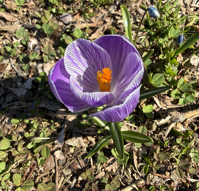 A crocus at The Black House, Spring, 2026.